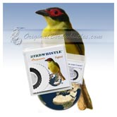Bird Whistle - Figbird