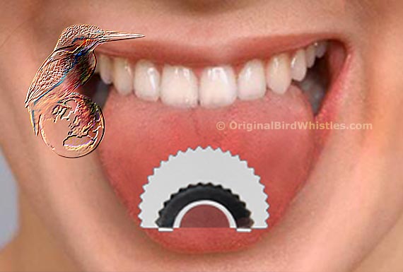 How to use the Bird Whistle - Place it on the tip of your tongue.